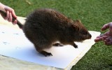 A quokka