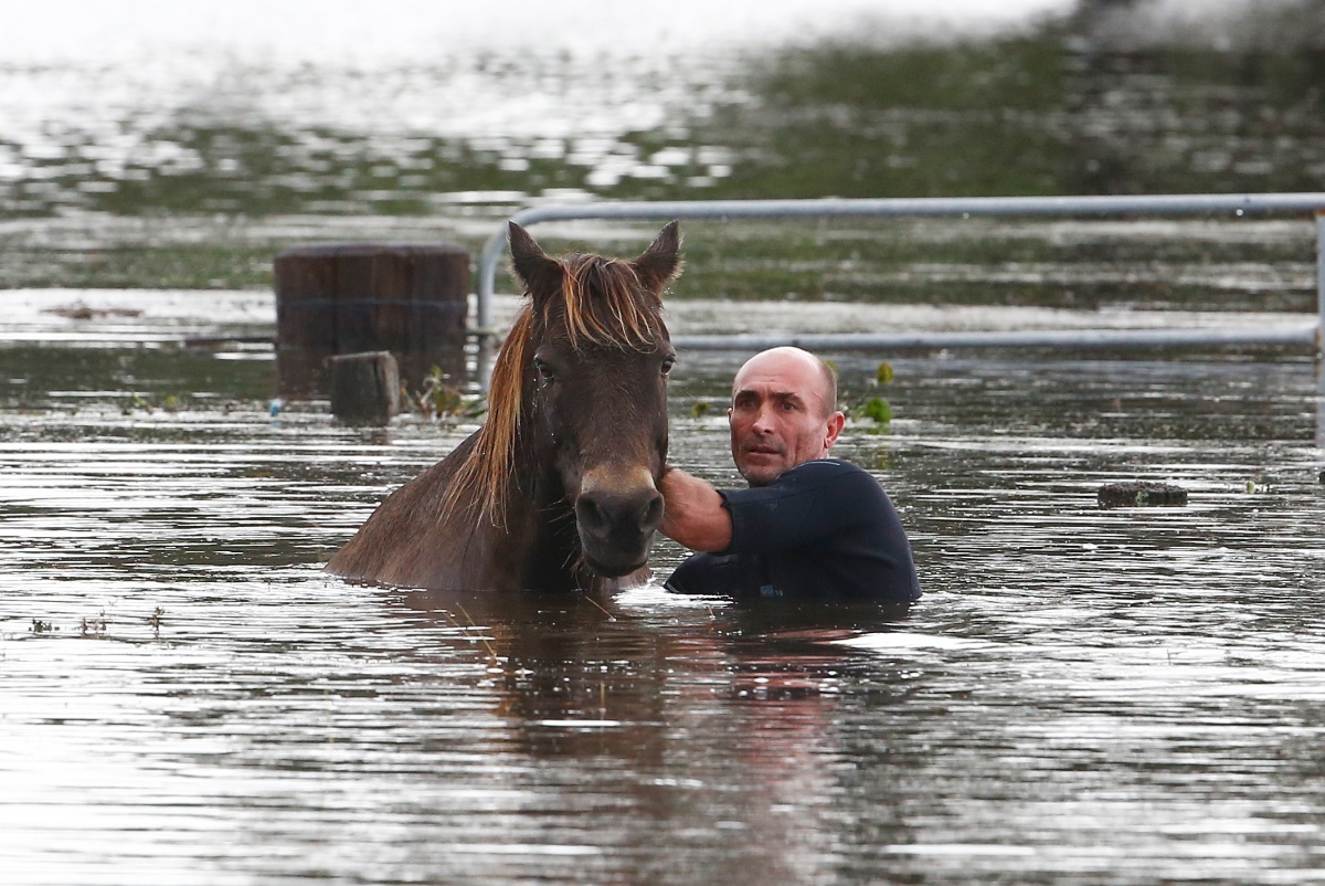 Steve Spowart tries to help a horse stranded in barbed wire in near Dungog.