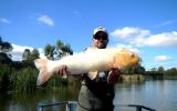 aquarium fish dumped into waterways damaging ecosystem