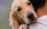 dog owner