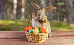 rabbit-020415-newdaily
