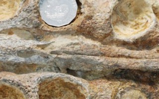 The tip of the Kronosaurus jaw, with a 50c coin inside one of the tooth sockets.