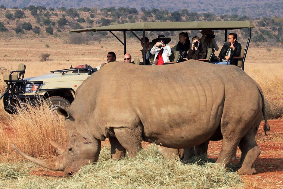 In just the first four months of 2015, a new rhino poaching record has been made in South Africa.