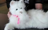 Robot cats have been used to help reduce agitation for people with dementia.