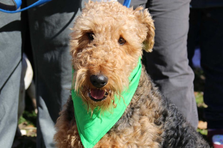 Dogs were wearing bandannas for the world record attempt in Canberra.