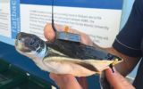 A small freshwater turtle found in overhead compartment.
