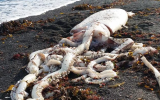 giant-squid