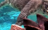 Burt is now a star attraction at Crocosaurus Cove.