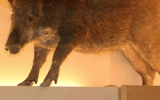 The boar reportedly climbed into the back store room.