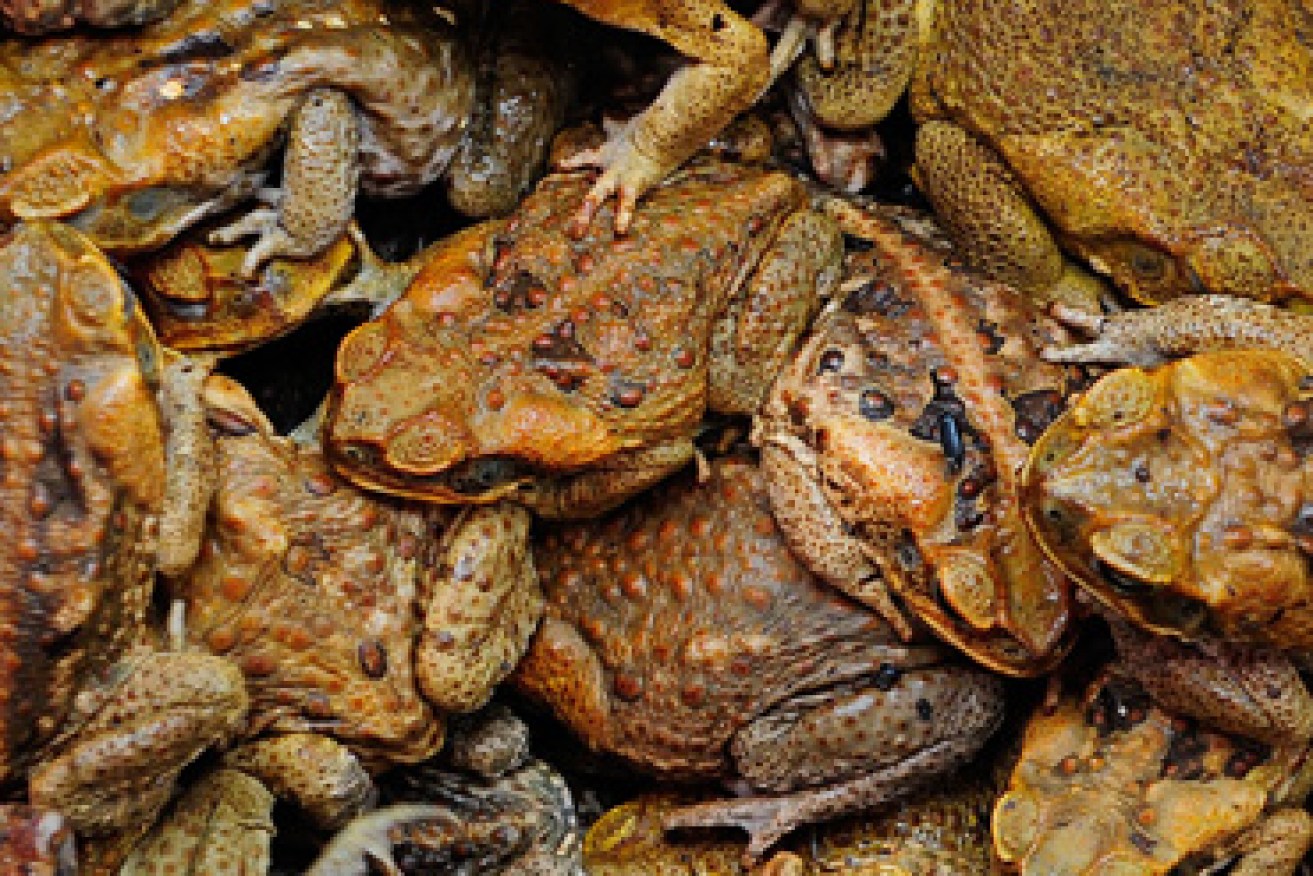 Scientists explain how to 'humanely' kill a cane toad | The New Daily