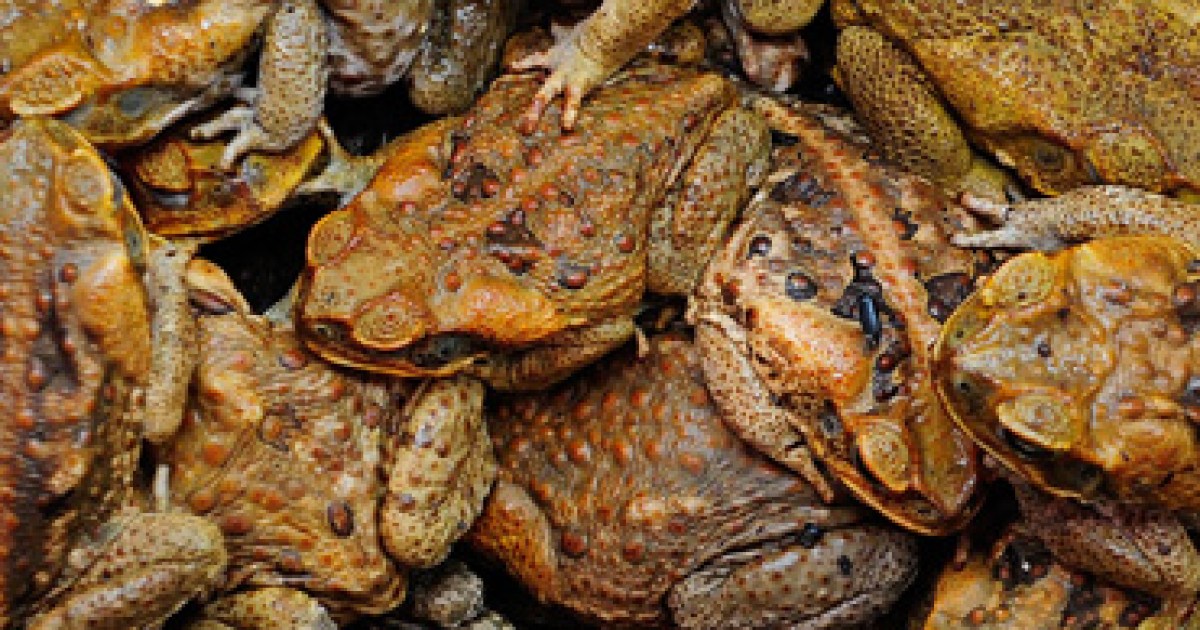 Scientists explain how to 'humanely' kill a cane toad | The New Daily