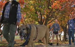 More than 1,000 dog owners enjoyed a walk around Lake Burley Griffin in Canberra for the RSPCA's Million Paws Walk.