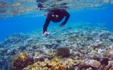 Diver dies at Barrier Reef