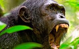 chimpanzee