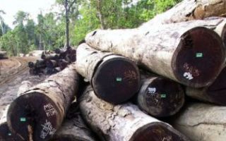 Logging