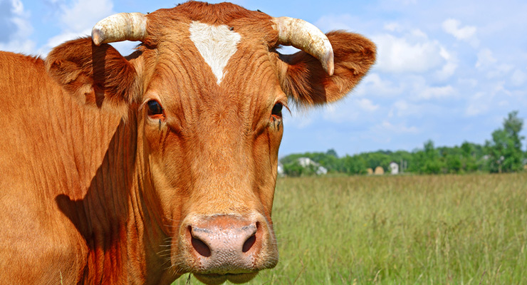 cattle
