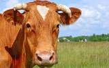 cattle