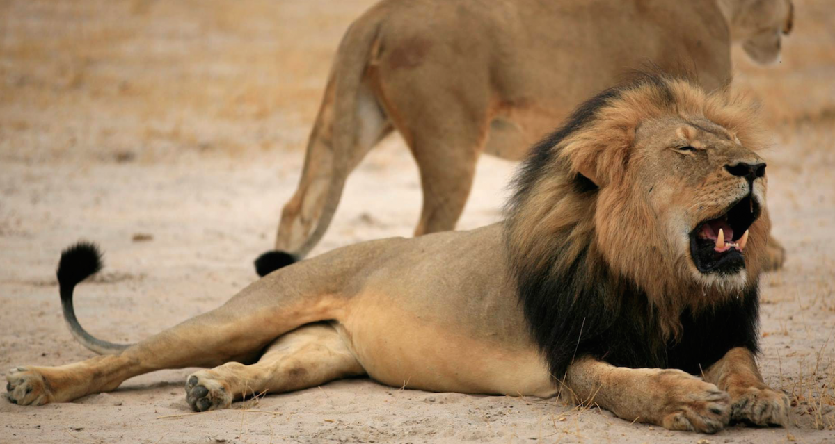 cecil the lion
