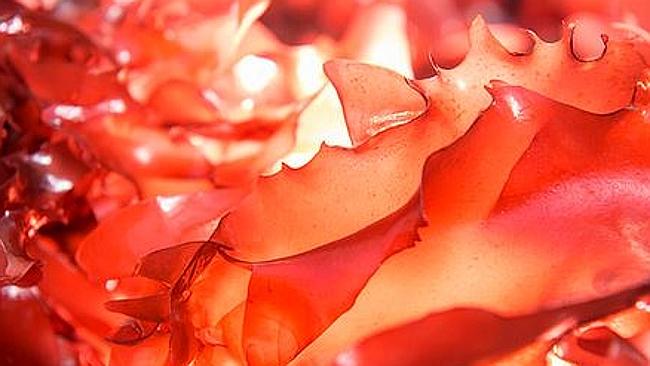 seaweed bacon dulse