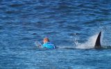 Mick Fanning fights off a shark at the J-Bay event.