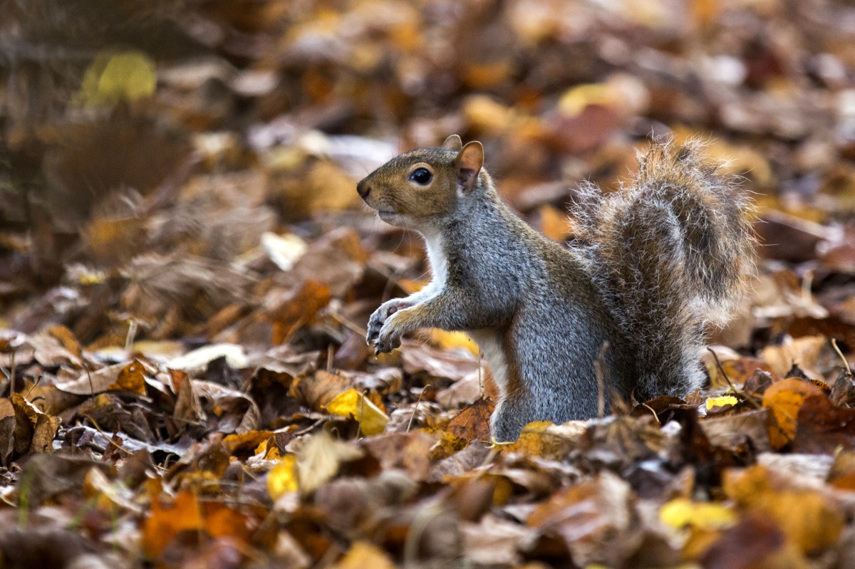 squirrel drunk