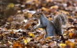 squirrel drunk