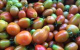 tomato virus adelaide