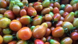 tomato virus adelaide