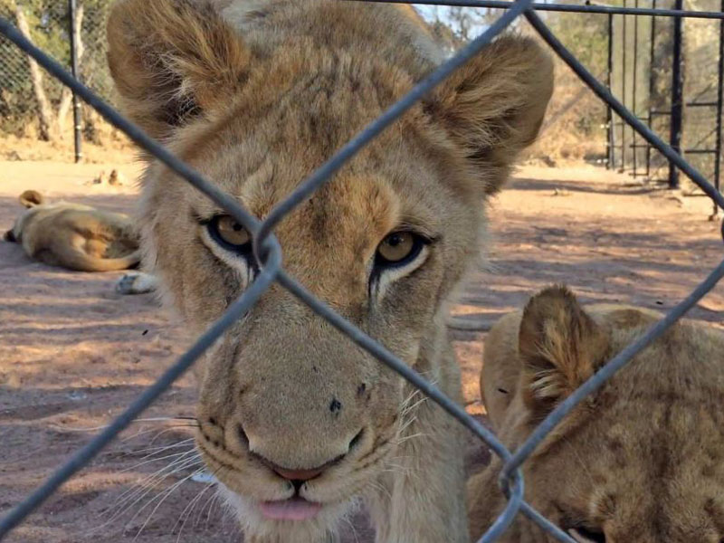 A lion in a barren facility in southern Africa.