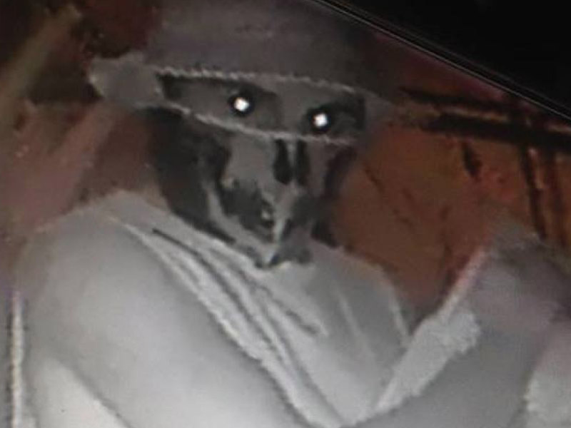 A masked man took Piggy from her enclosure on Saturday night.