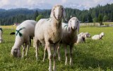 getty sheep mafia boss