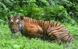 royal bengal tiger getty