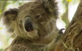 koala image