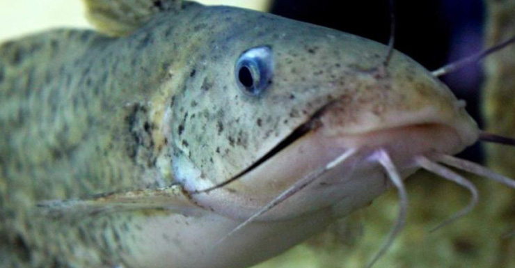 catfish assault