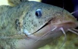 catfish assault