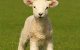 Lamb