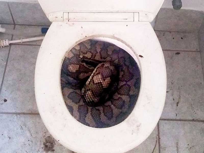 Townsville, Queensland drought