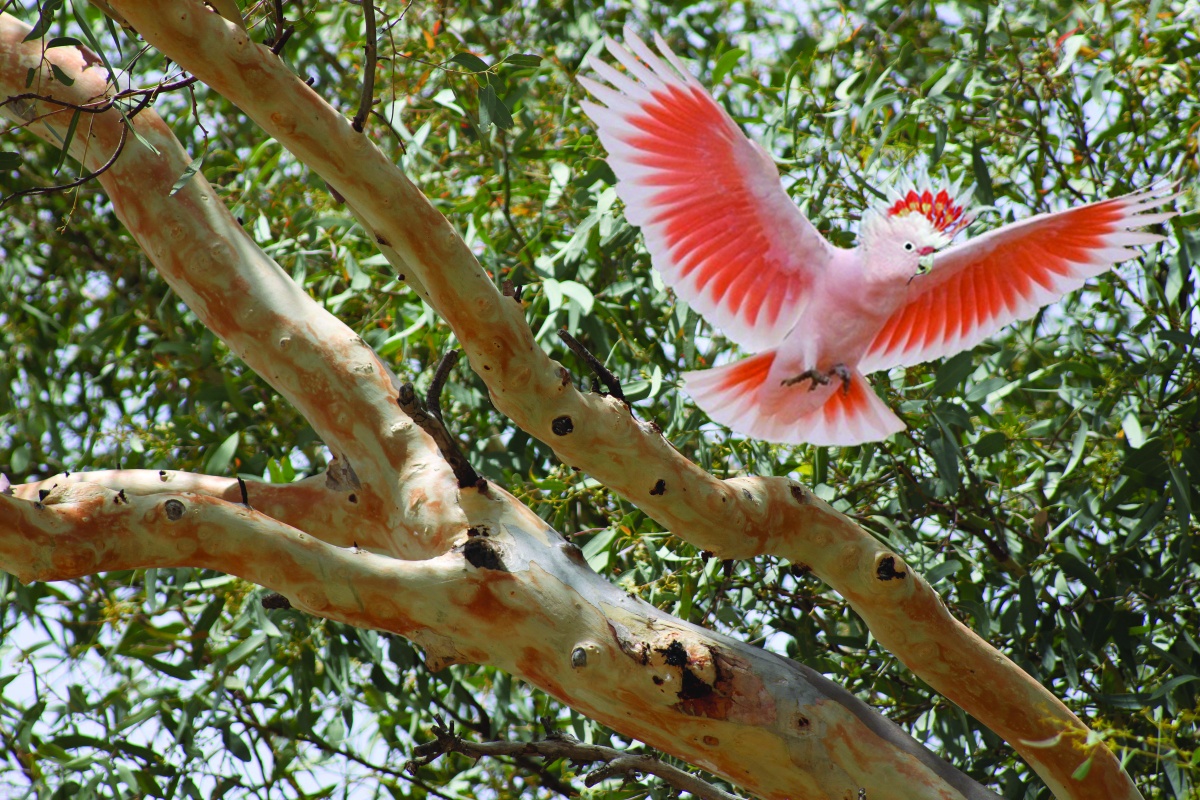 Major Mitchell's cockatoo