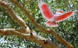 Major Mitchell's cockatoo