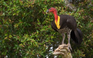 Brush turkey