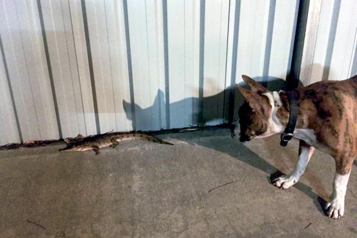 crocodile