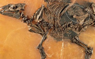 Skeleton of a mare of Eurohippus messelensis with foetus.