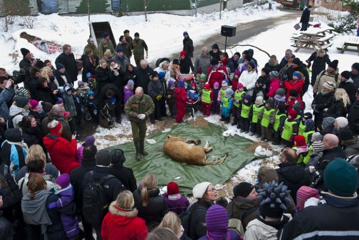 lion dissected danish zoo
