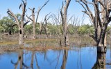 Number of properties across the Murray–Darling Basin has halved.