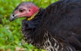 It's almost impossible to move a Brush turkey once it has started building.