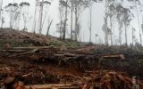 logging