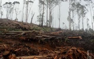 logging
