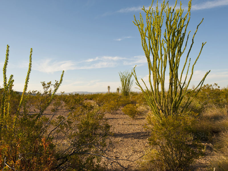 Big Bend National Park, Ocitillo in Chihuahuan Desert.