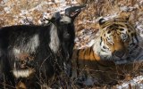 goat and tiger friends
