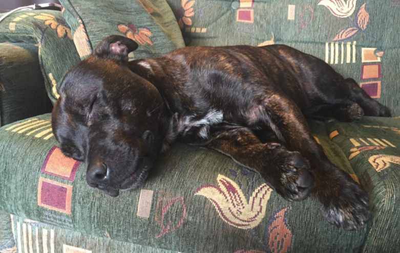 kiara rescue dog